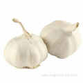 Competitive Price Wholesale Fresh Elephant Garlic